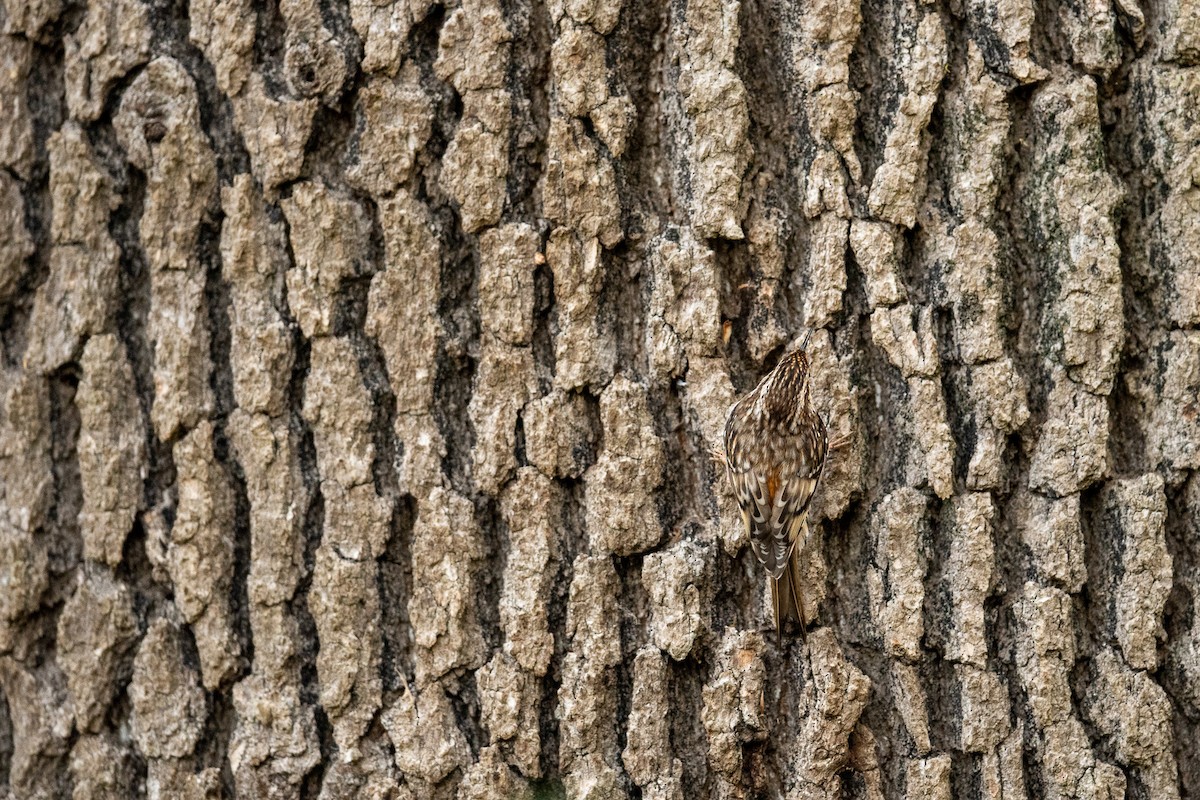 Brown Creeper - Anonymous