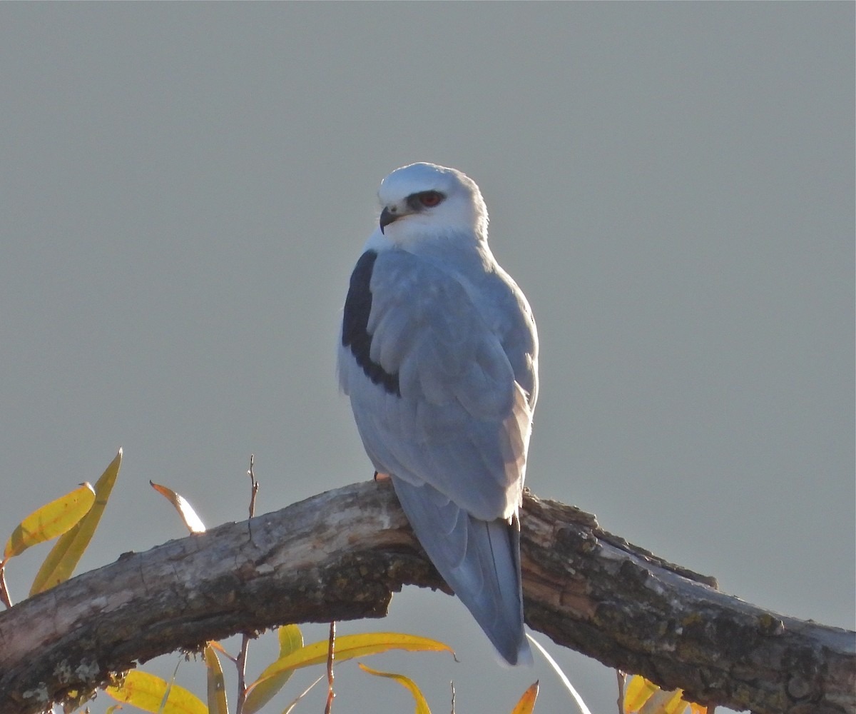White-tailed Kite - Pair of Wing-Nuts