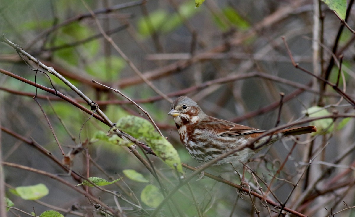 Fox Sparrow (Red) - Jay McGowan