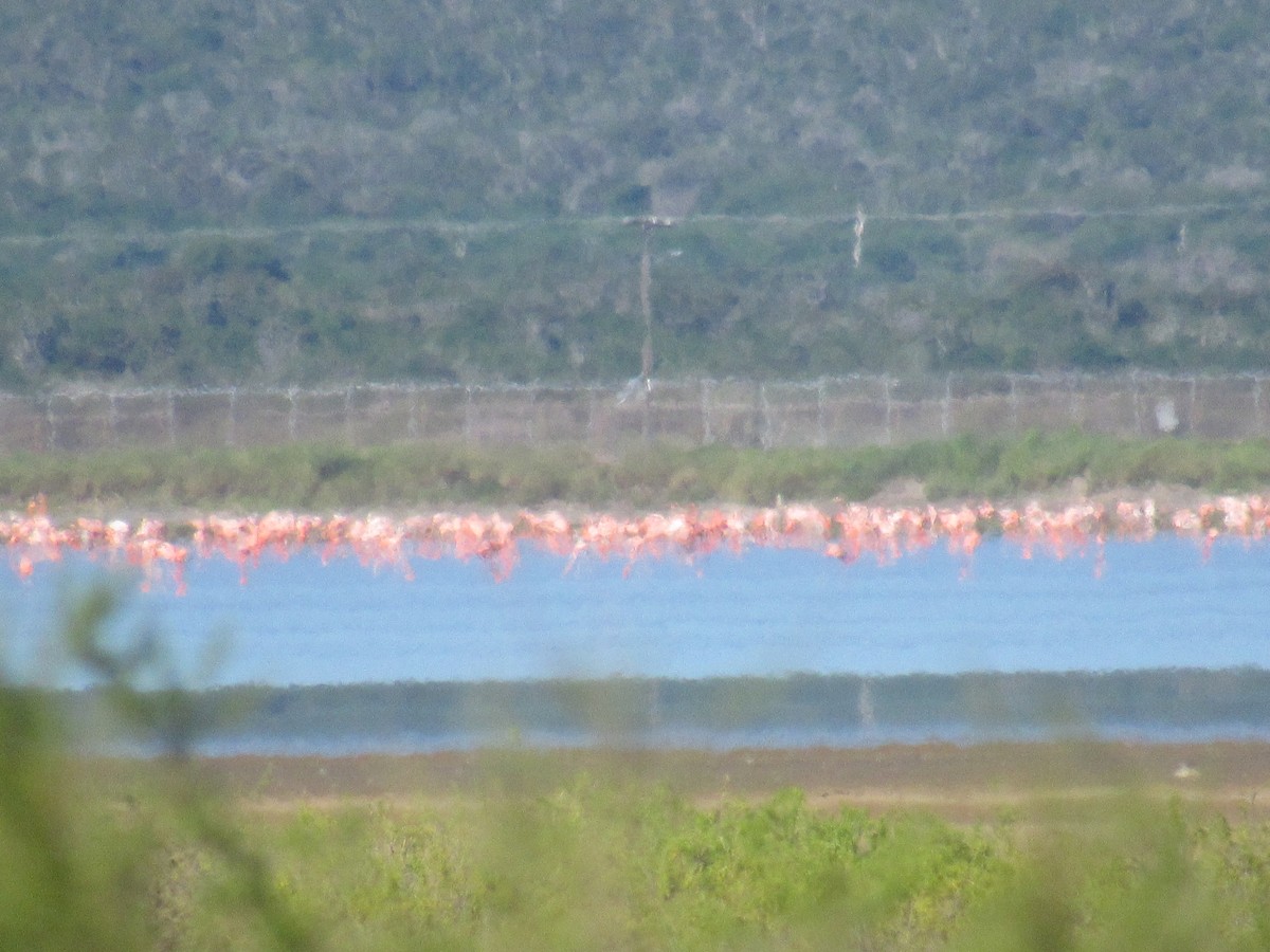 American Flamingo - Robert Stewart