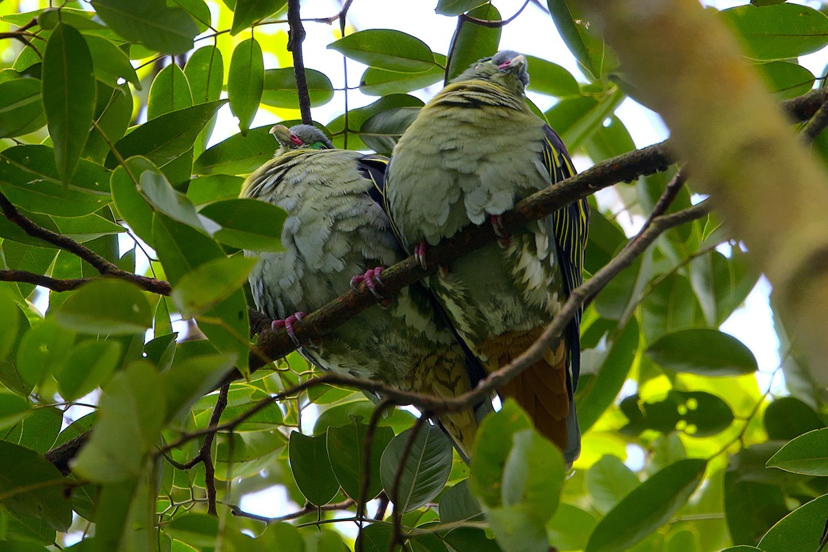 Thick-billed Green-Pigeon - ML391865111