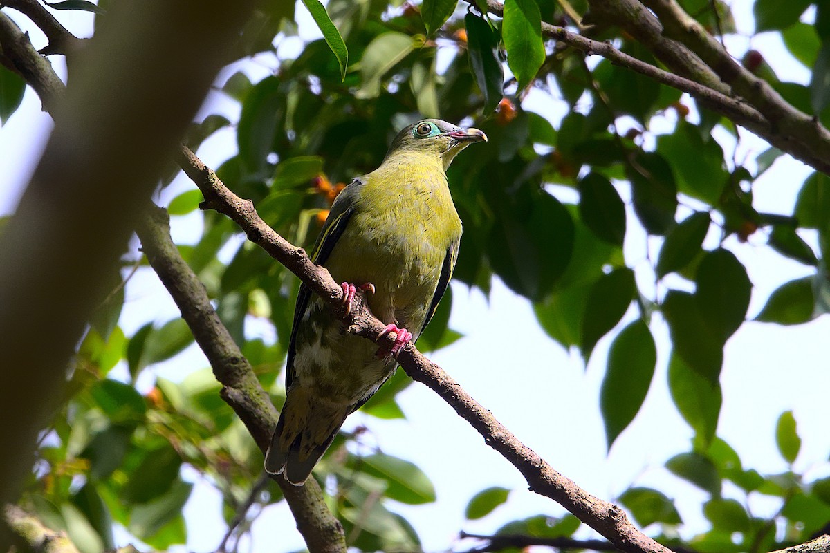 Thick-billed Green-Pigeon - ML391865211