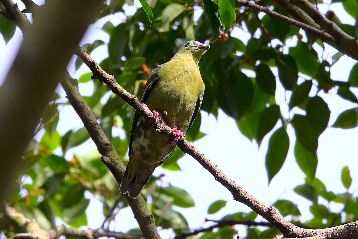 Thick-billed Green-Pigeon - ML391865221