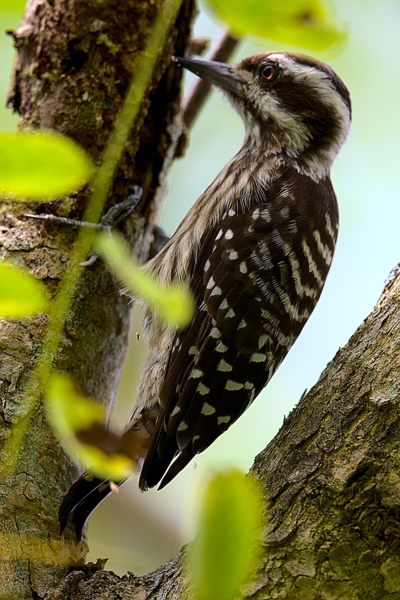 Sunda Pygmy Woodpecker - VINODKUMAR SARANATHAN