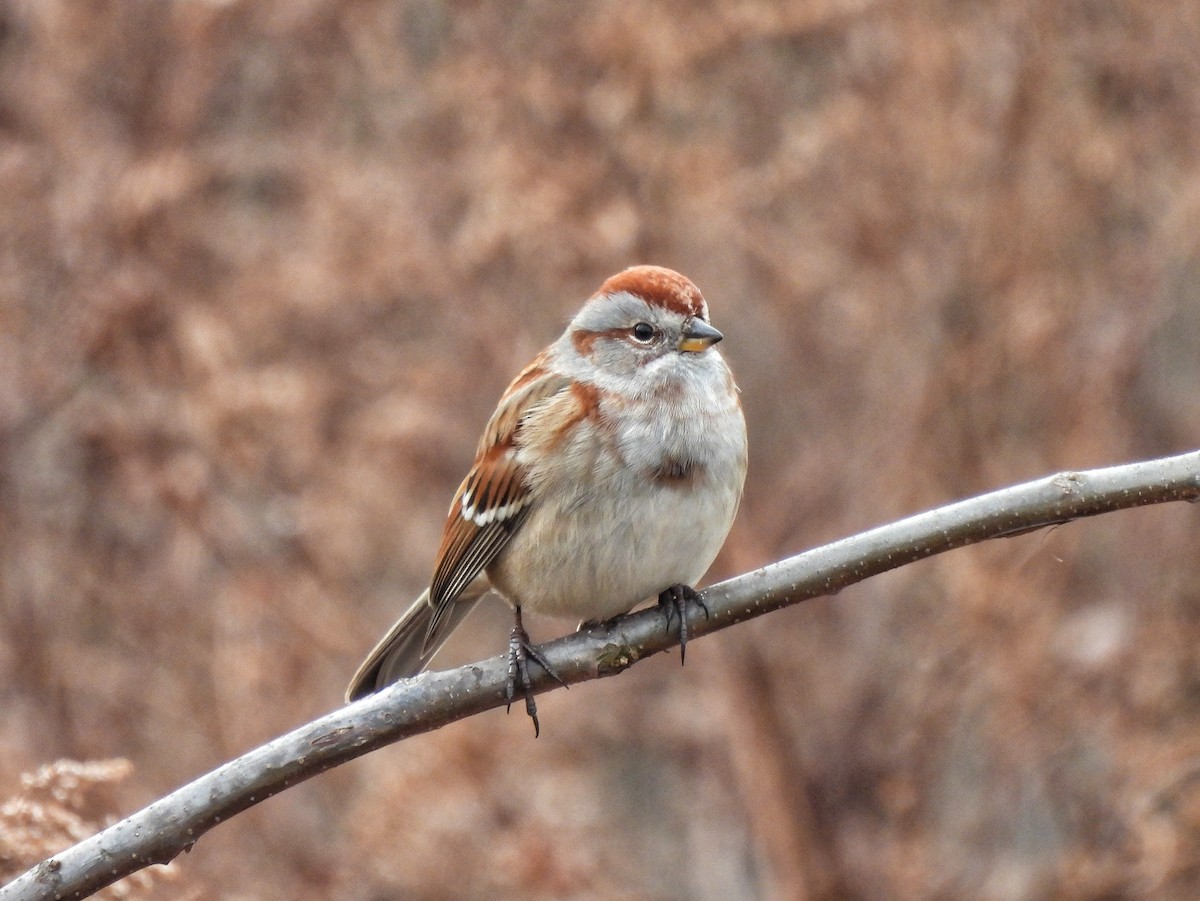American Tree Sparrow - ML391871801