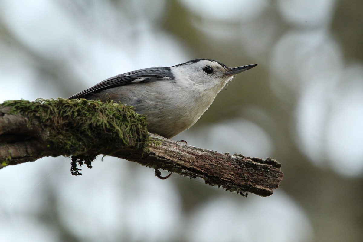 White-breasted Nuthatch - ML391876111