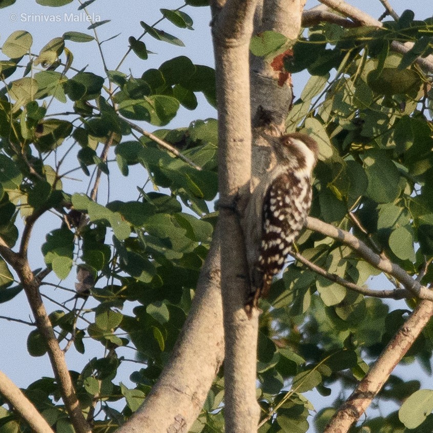 Brown-capped Pygmy Woodpecker - ML391880401