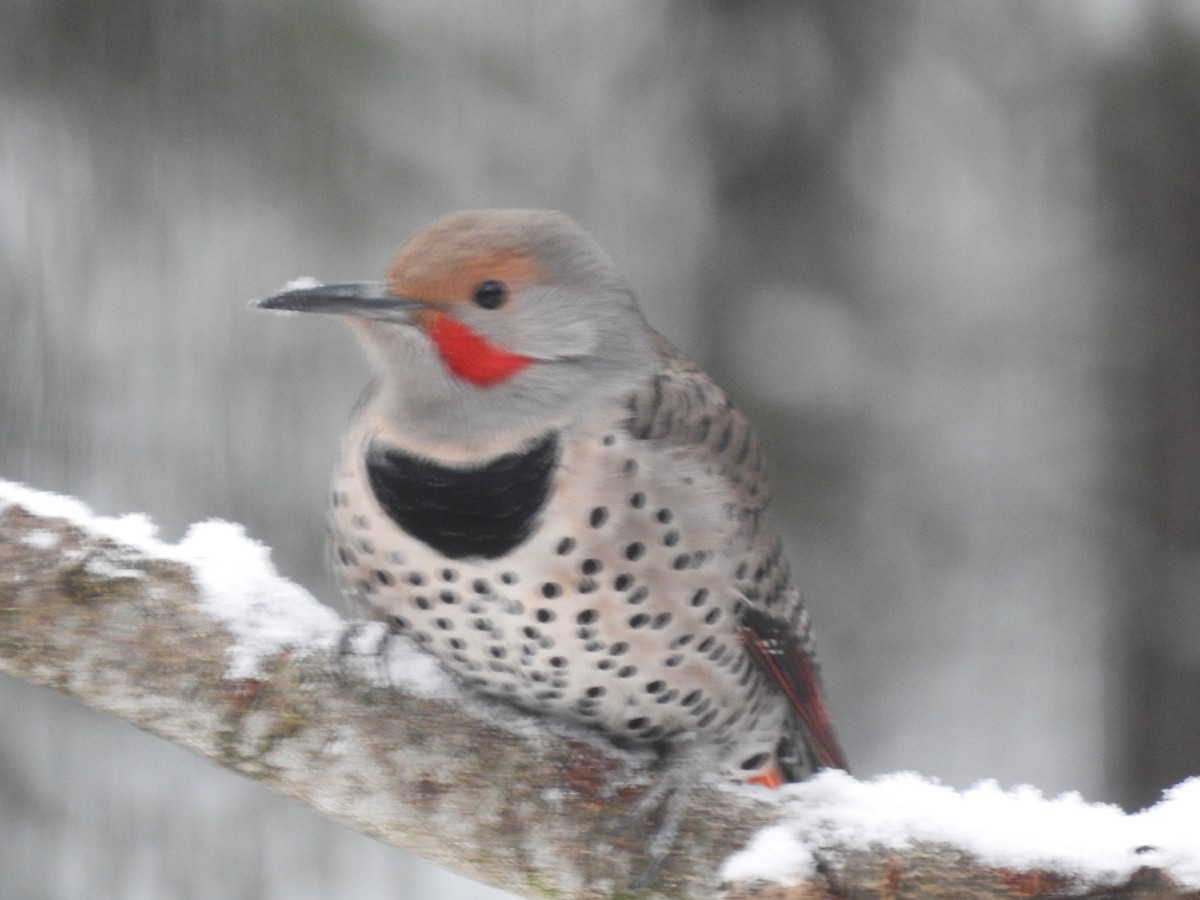 Northern Flicker (Red-shafted) - ML391881941