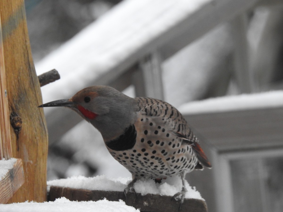 Northern Flicker (Red-shafted) - ML391882081