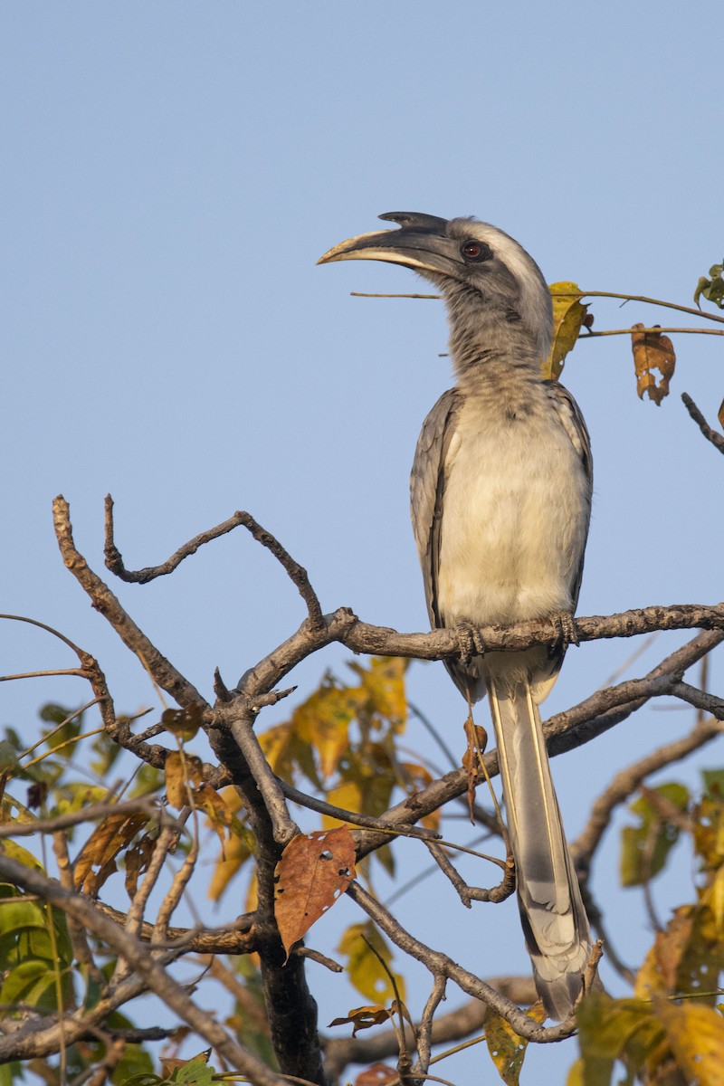 Indian Gray Hornbill - M Vinay