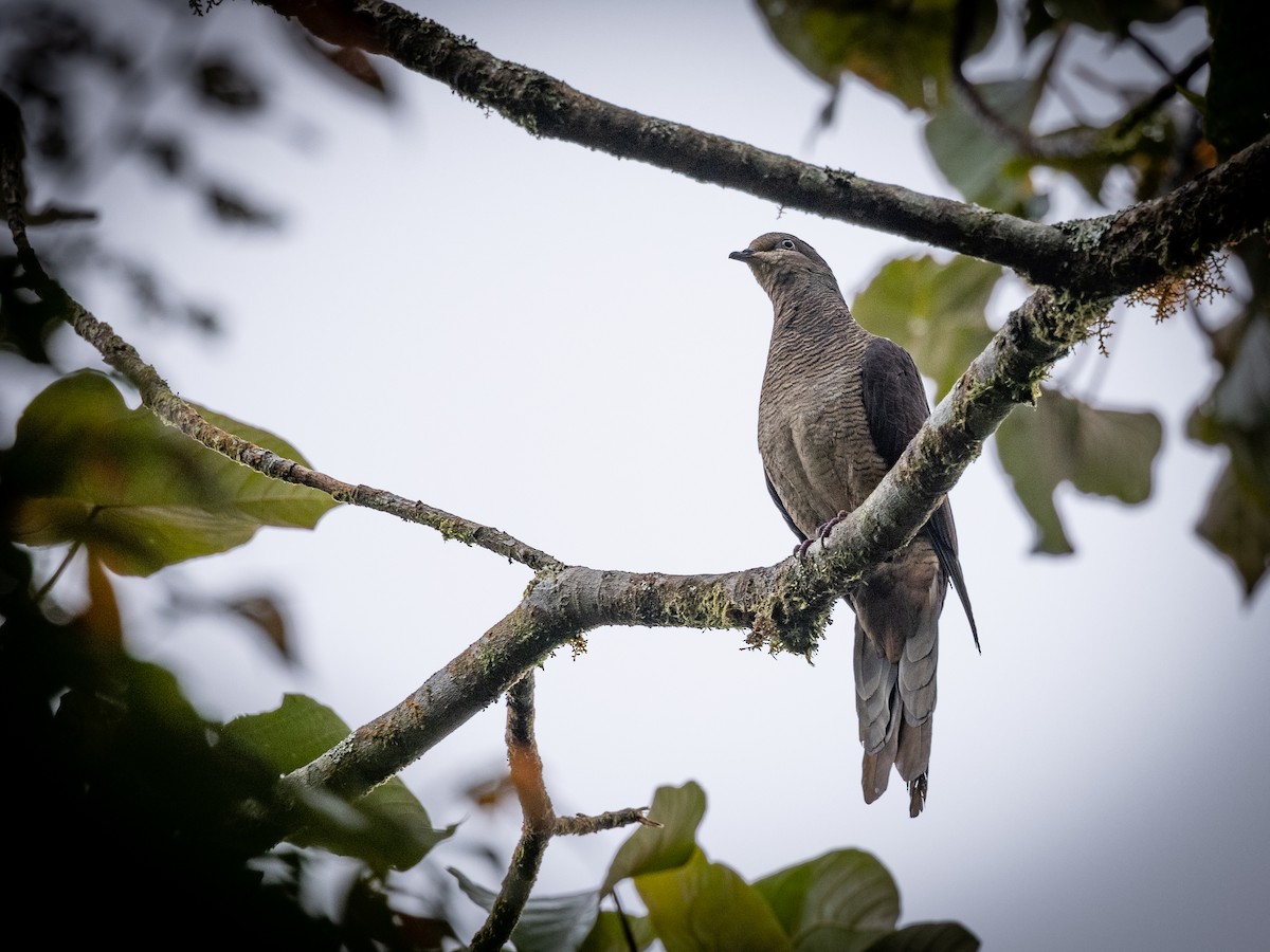 Barred Cuckoo-Dove - ML391891161