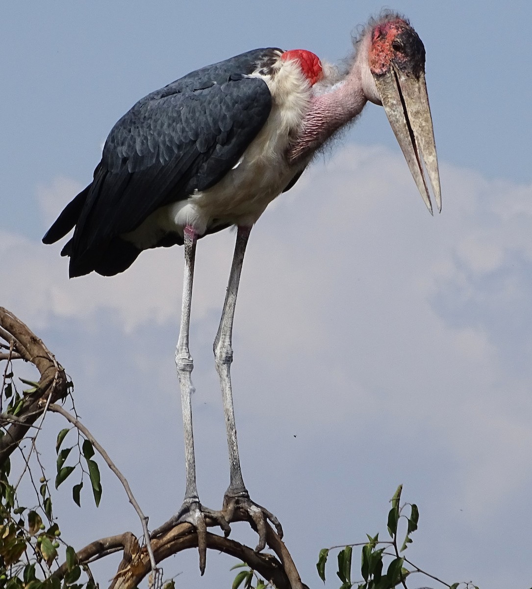 Marabou Stork - Alfonso Luengo