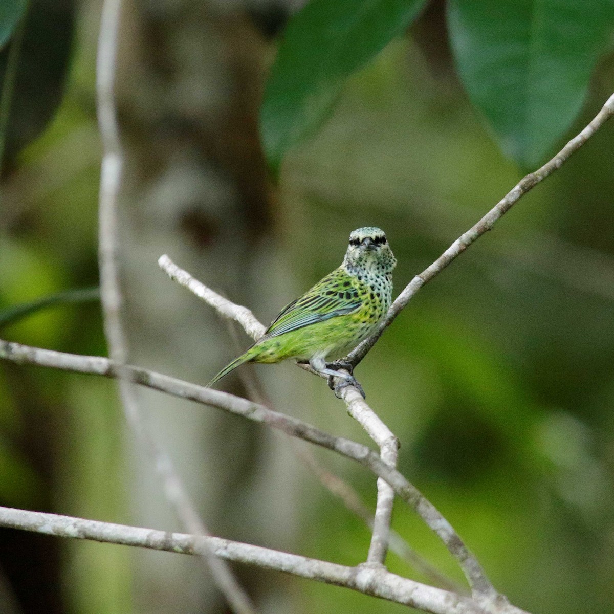 Spotted Tanager - ML391897441