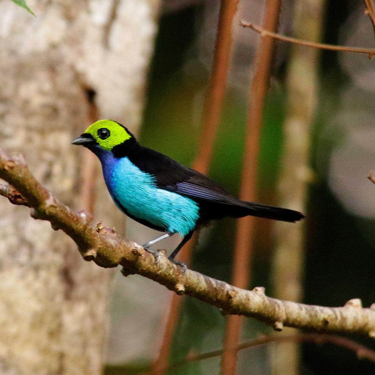 Paradise Tanager - ML391897461