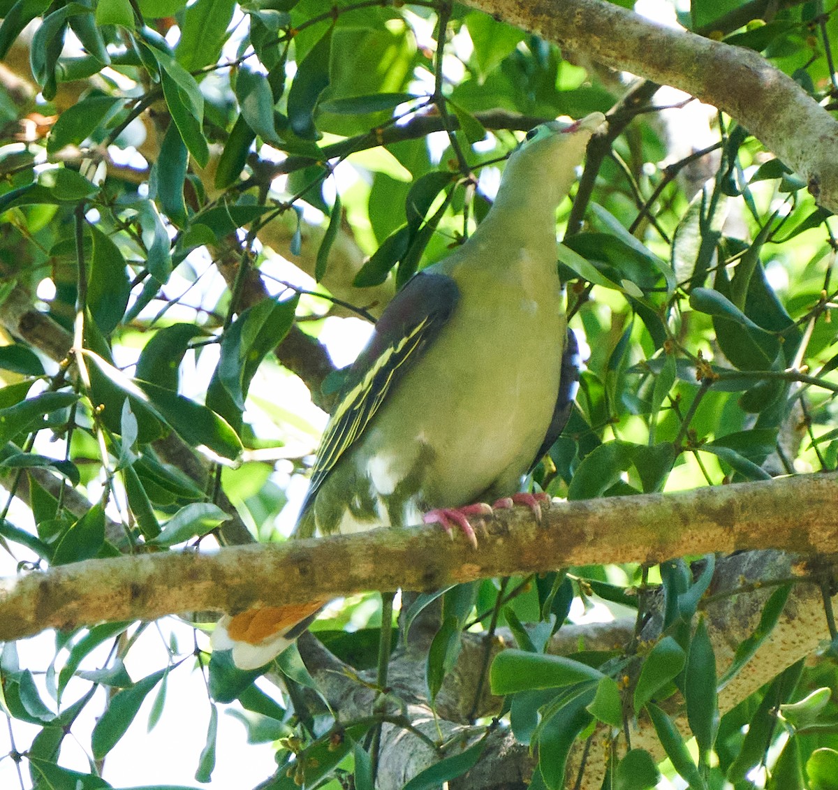 Thick-billed Green-Pigeon - ML391898741