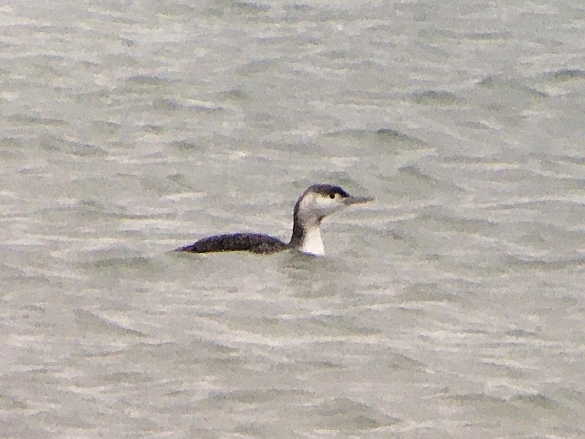 Red-throated Loon - ML391898881