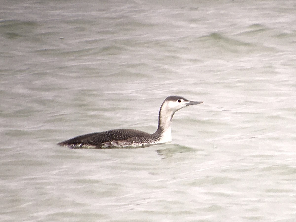 Red-throated Loon - ML391898891