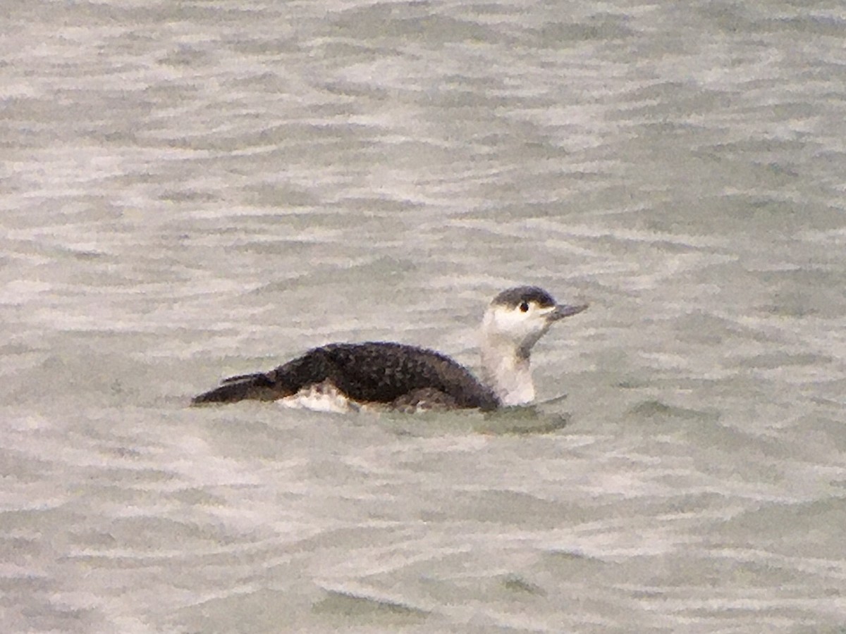 Red-throated Loon - ML391898901