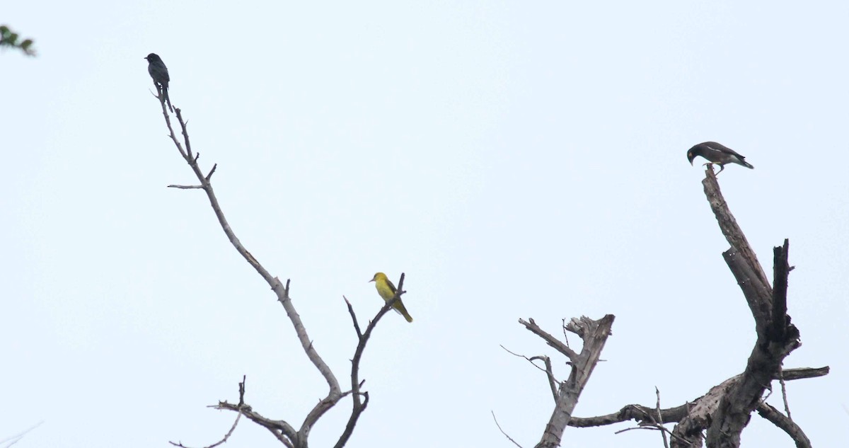 Indian Golden Oriole - ML39189981