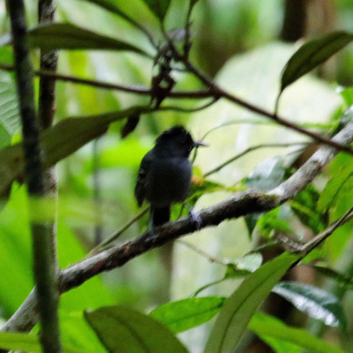 Black-headed Antbird (Hellmayr's) - ML391901061