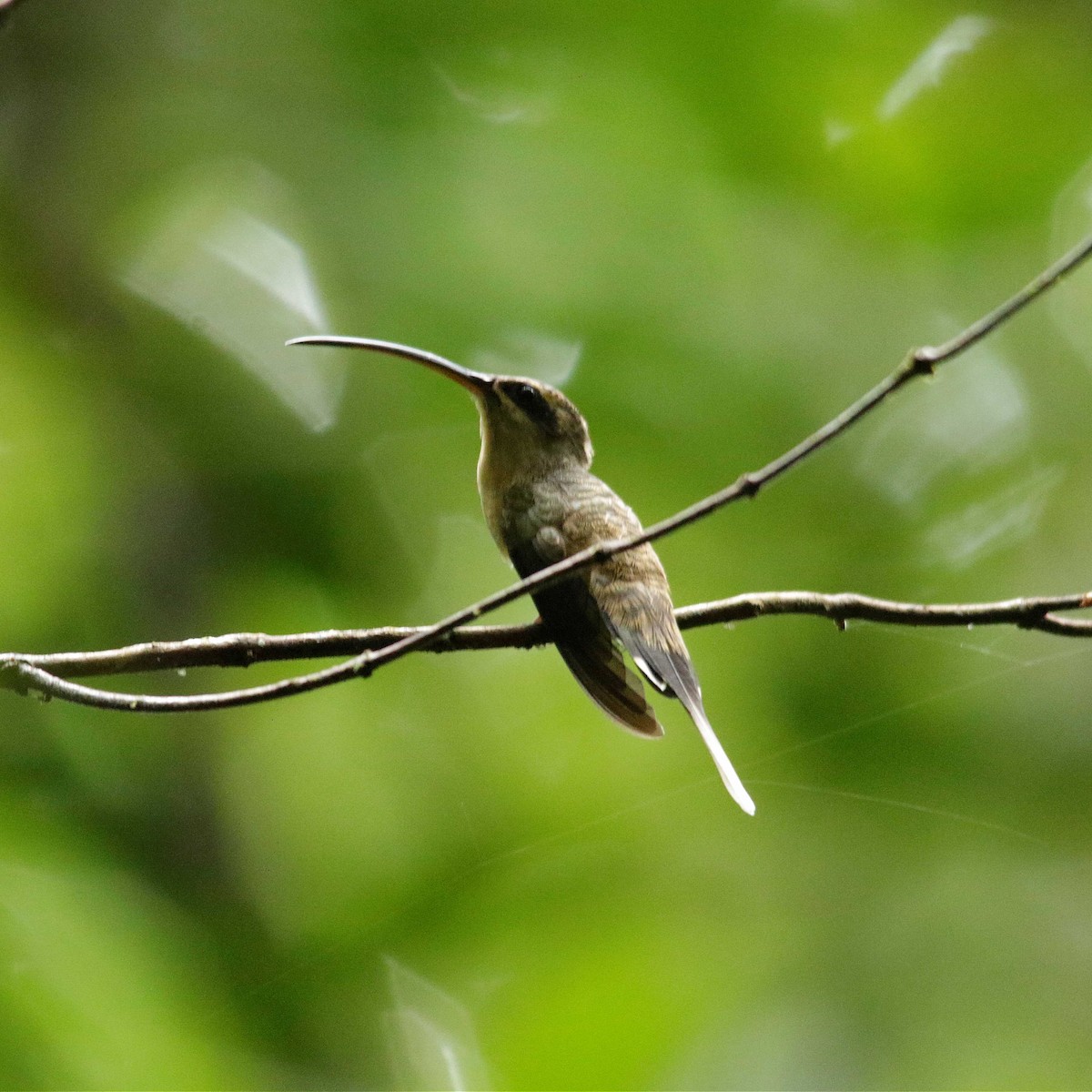 Long-tailed Hermit - ML391901991