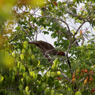 Variable Chachalaca, ML391902101