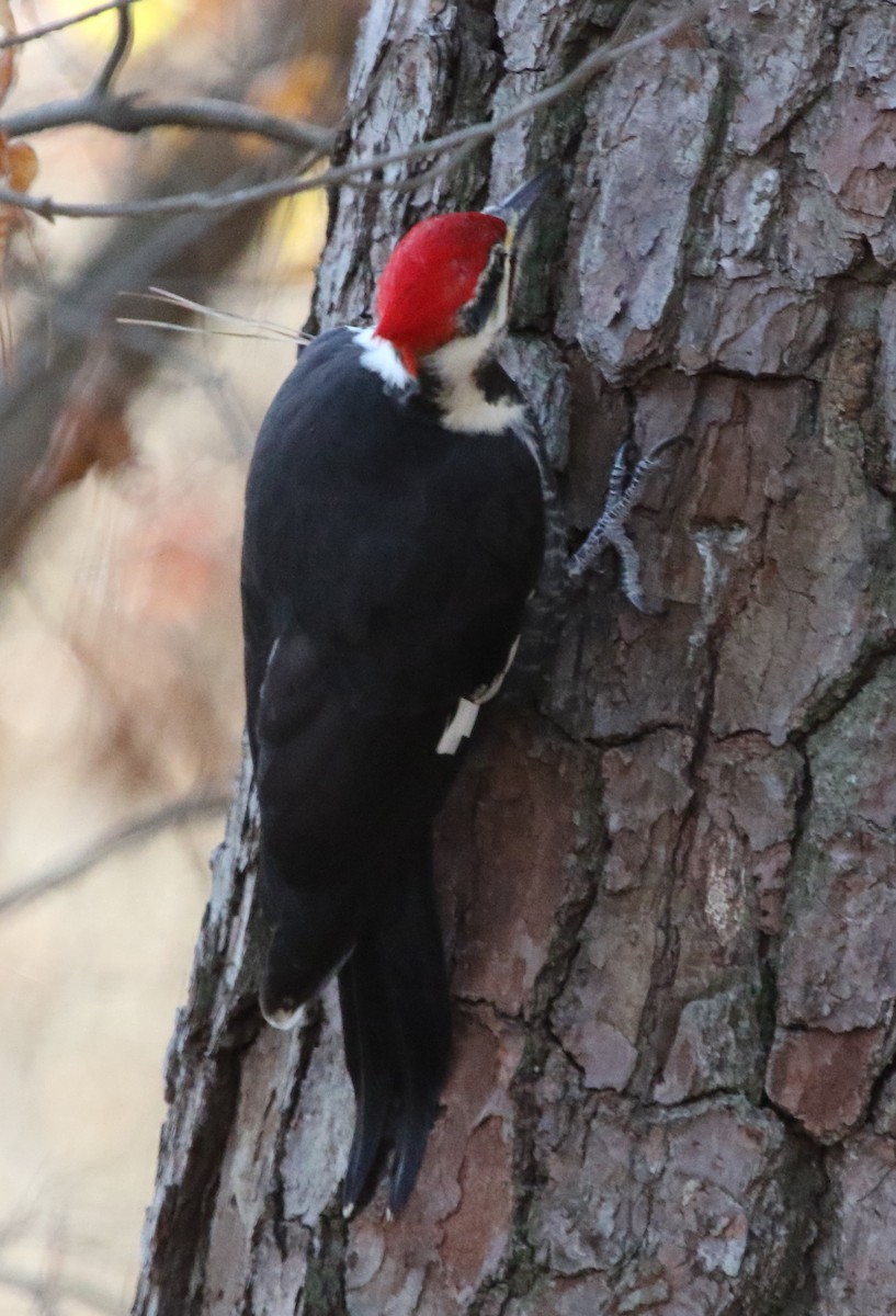 Pileated Woodpecker - ML391904981