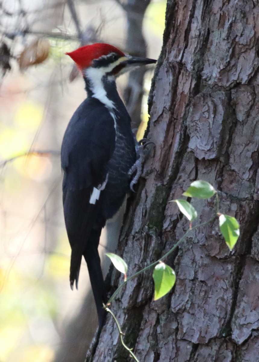 Pileated Woodpecker - ML391904991