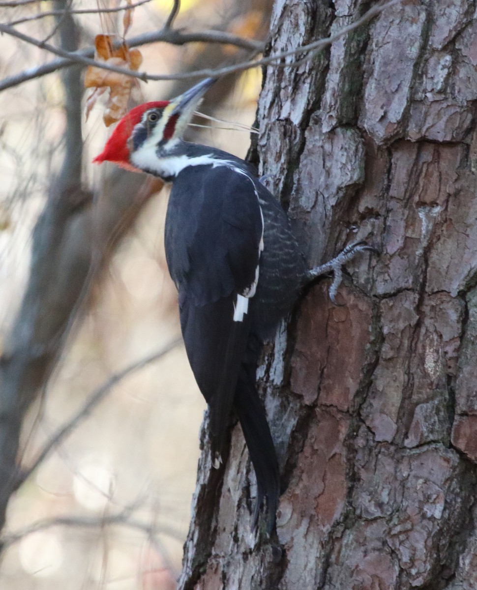 Pileated Woodpecker - ML391905011