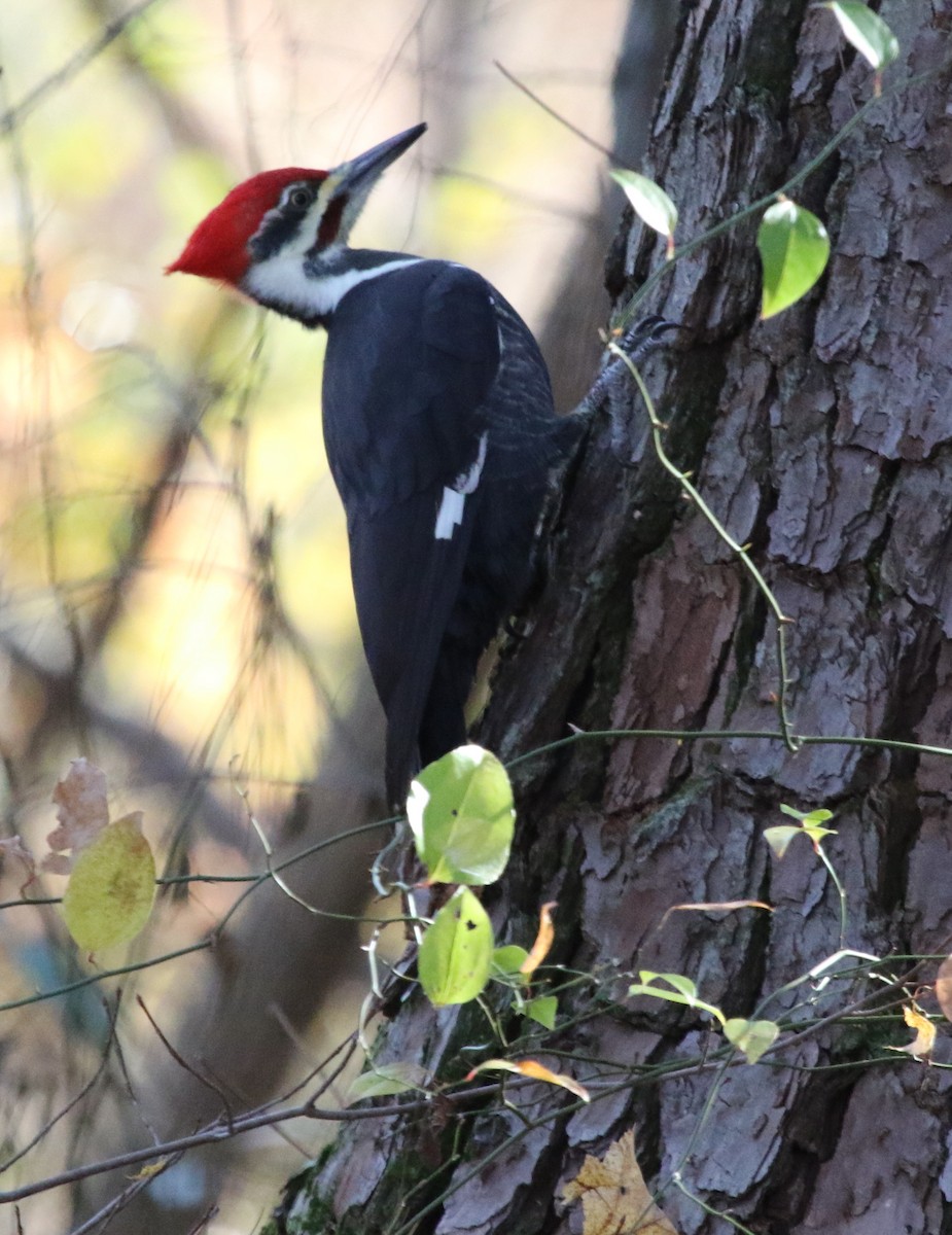 Pileated Woodpecker - Jeffrey Blalock
