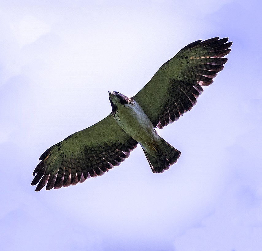 Short-tailed Hawk - Brad Singer