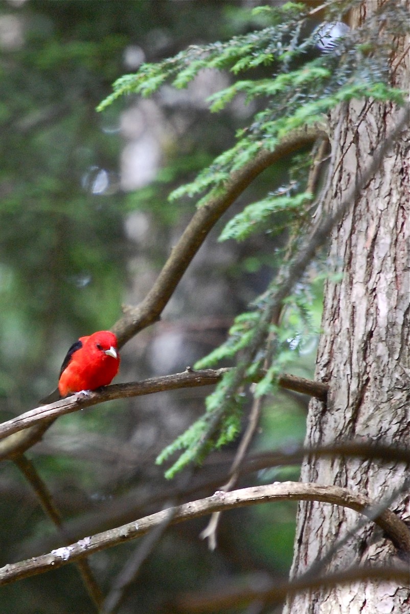Scarlet Tanager - ML391918211