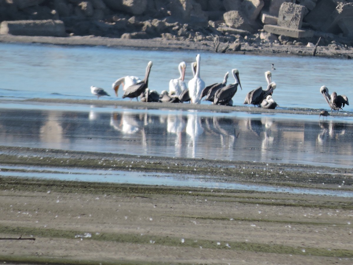 pelikán severoamerický - ML39192791