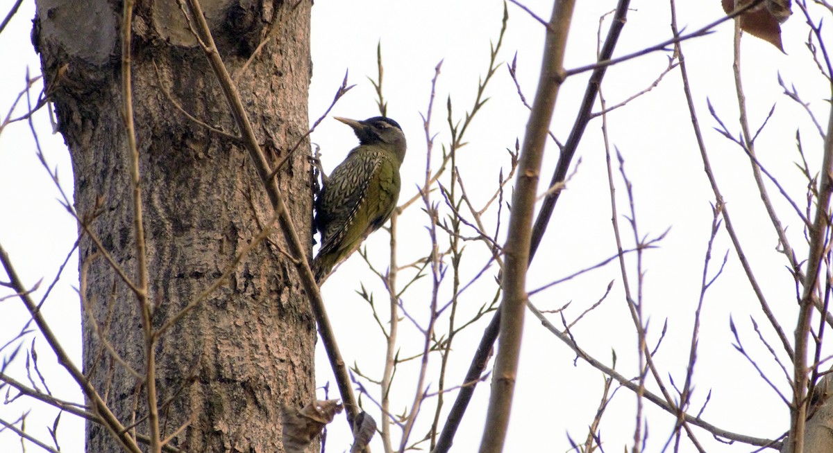 Scaly-bellied Woodpecker - ML391930581