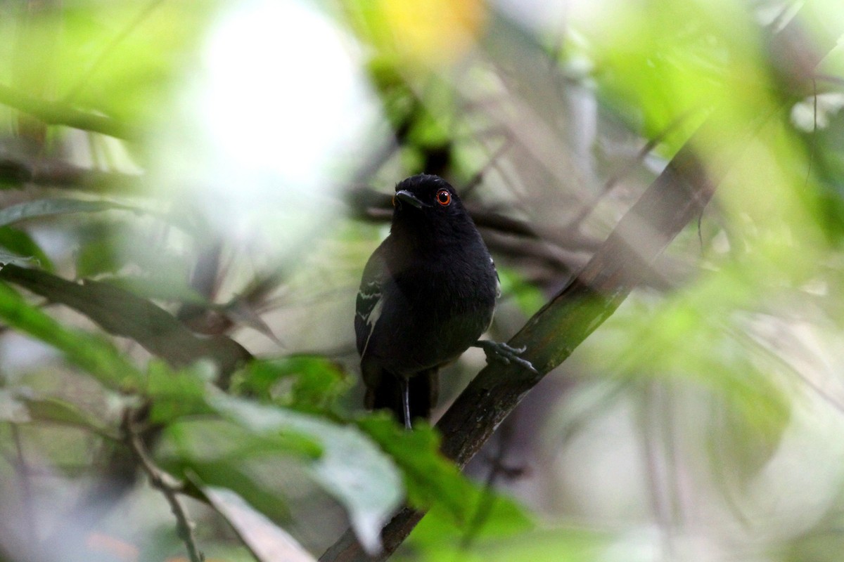 Black-tailed Antbird - ML391938521