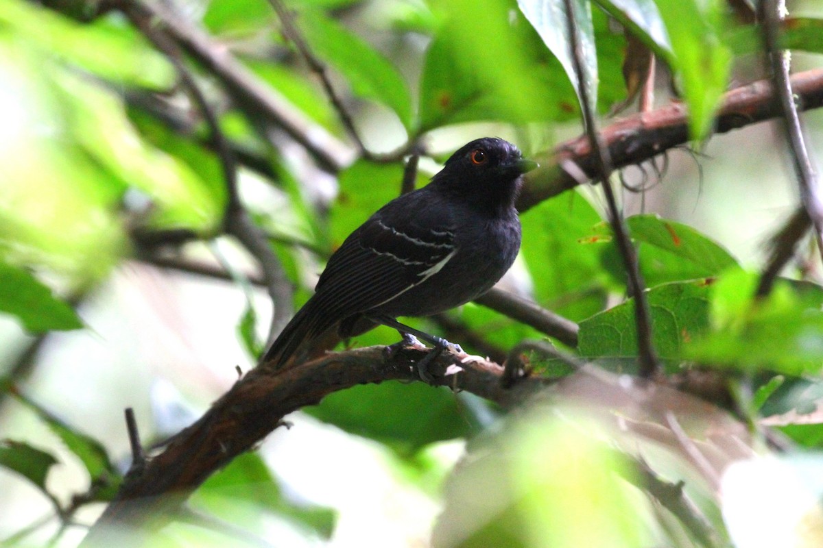 Black-tailed Antbird - ML391938531