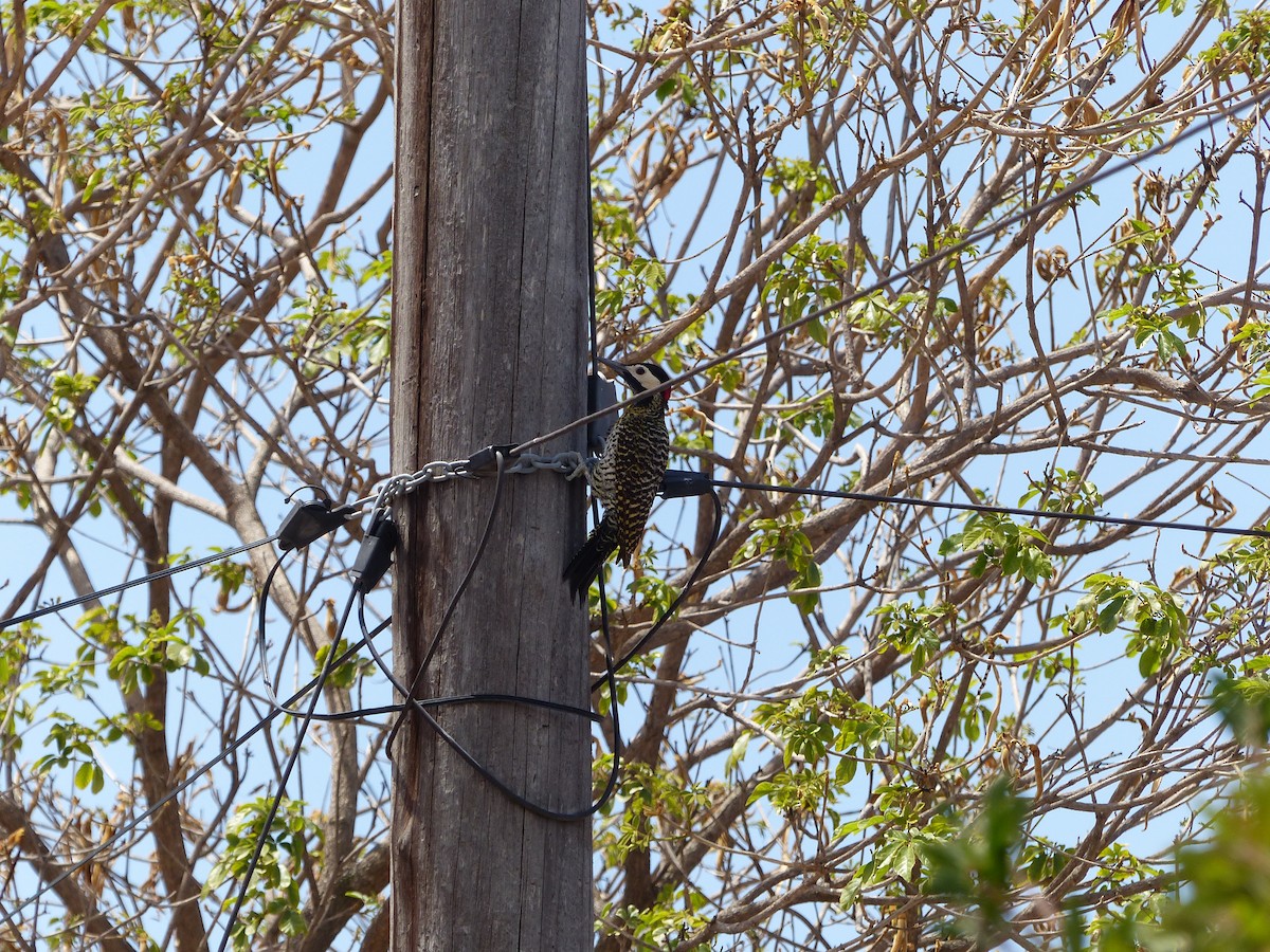 Green-barred Woodpecker - ML39193921
