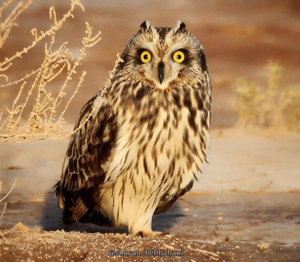 Short-eared Owl - Shayan Behbahani