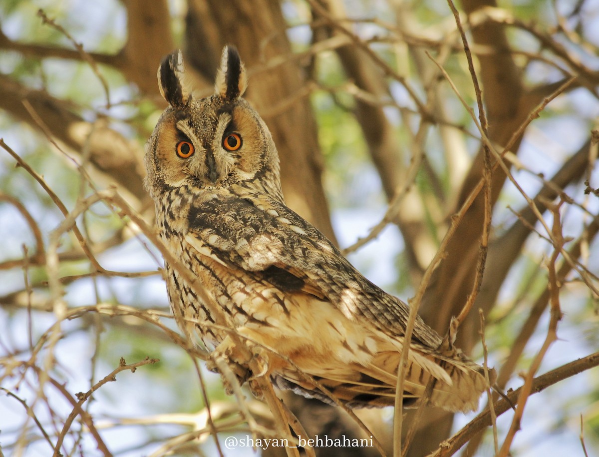 Long-eared Owl - Shayan Behbahani