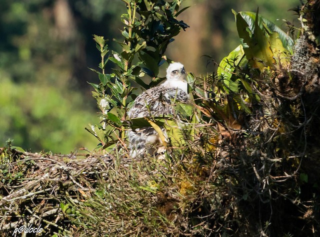 Young in nest. - Black-and-chestnut Eagle - 