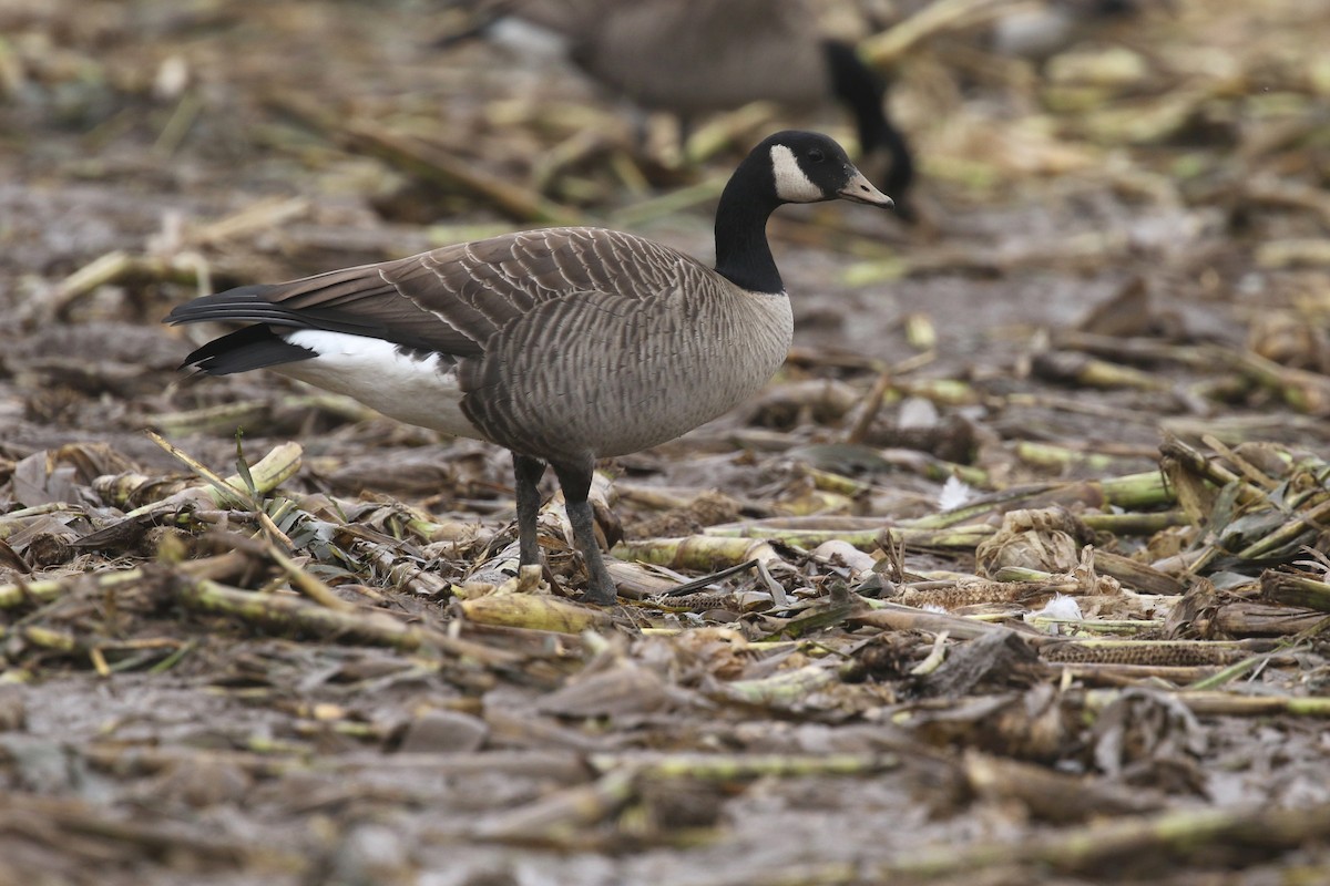 Cackling Goose (Taverner's) - ML39194631