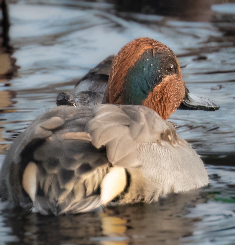 Green-winged Teal - ML391947941