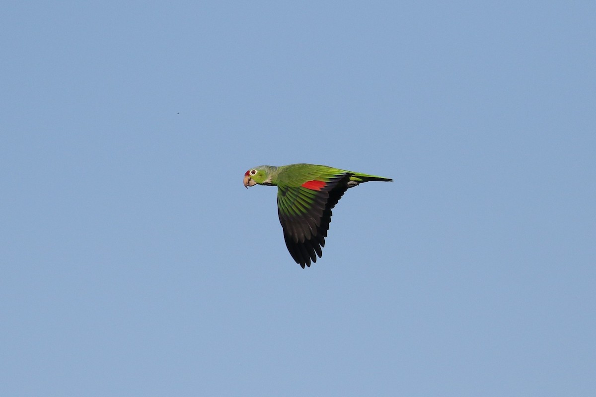 Red-lored Parrot - ML391948981