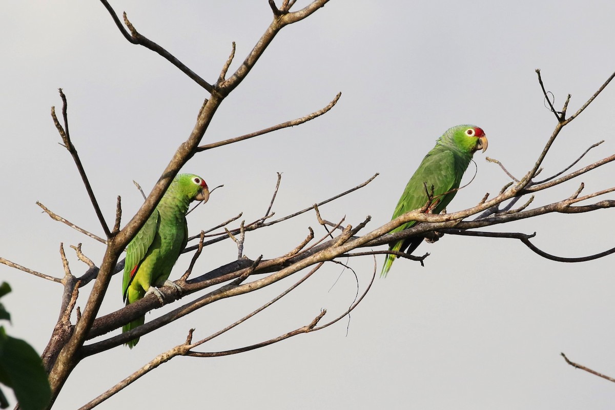 Red-lored Parrot - John and Milena Beer