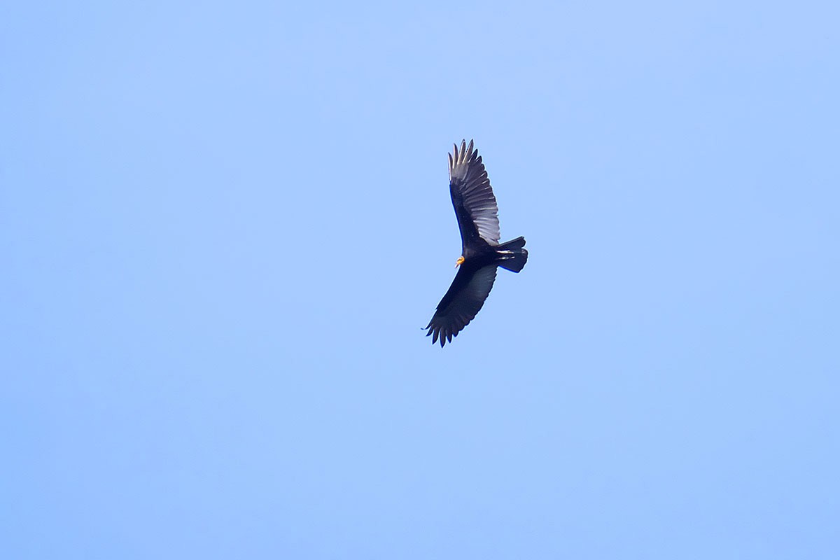 Greater Yellow-headed Vulture - ML391950291