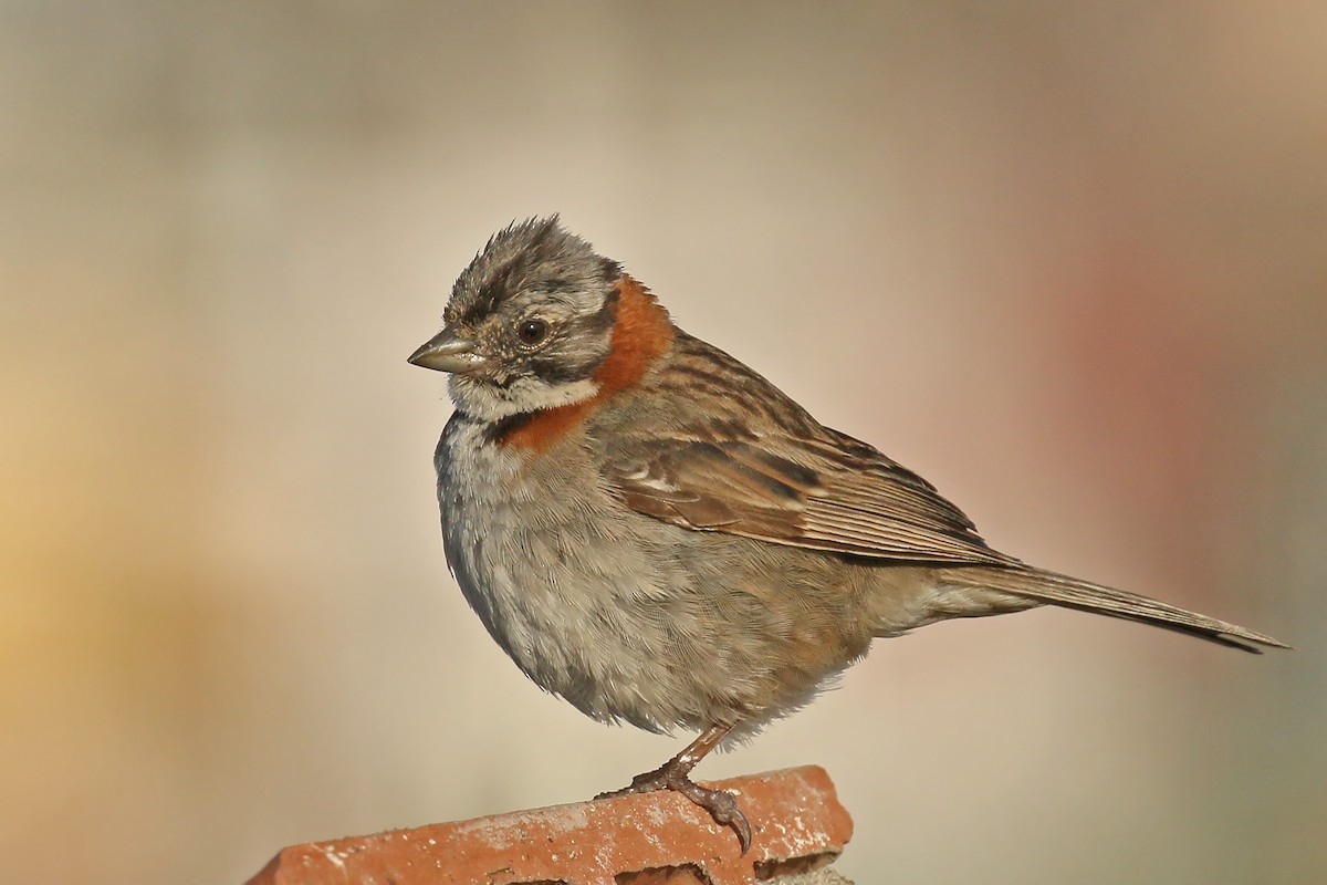 Rufous-collared Sparrow - ML391957941