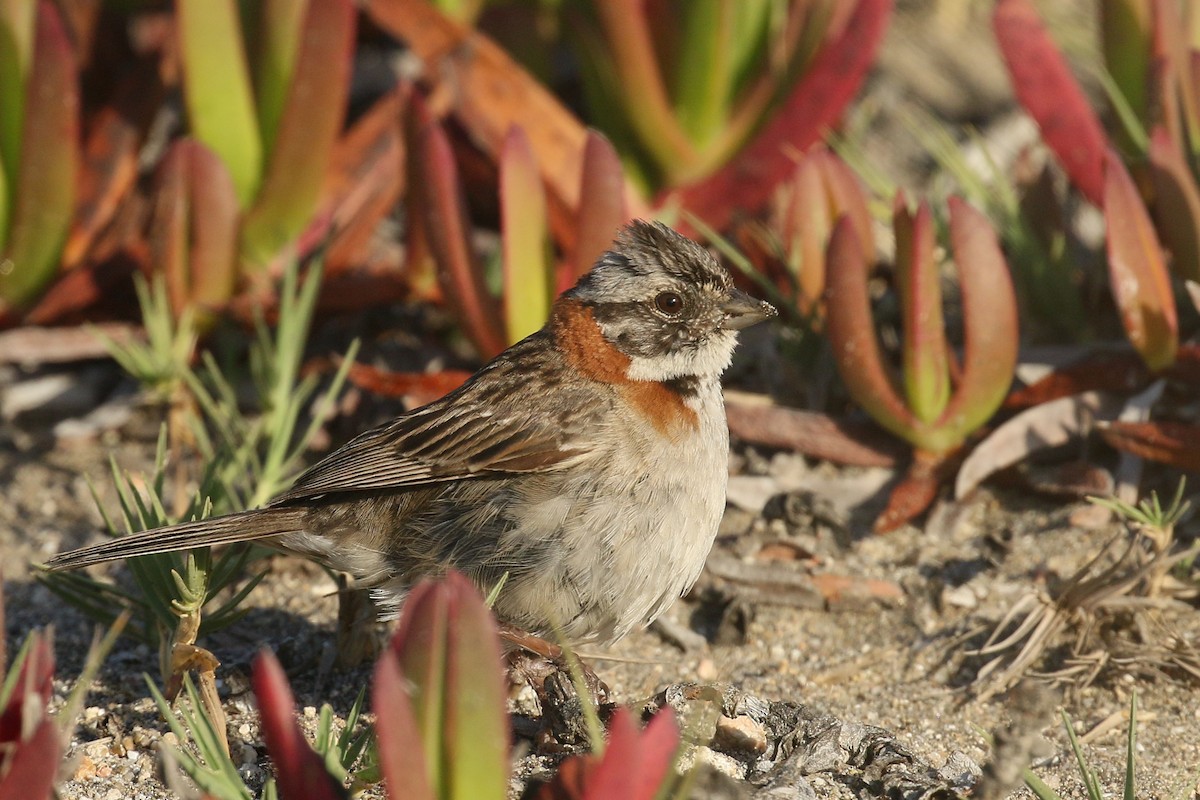 Rufous-collared Sparrow - ML391957961