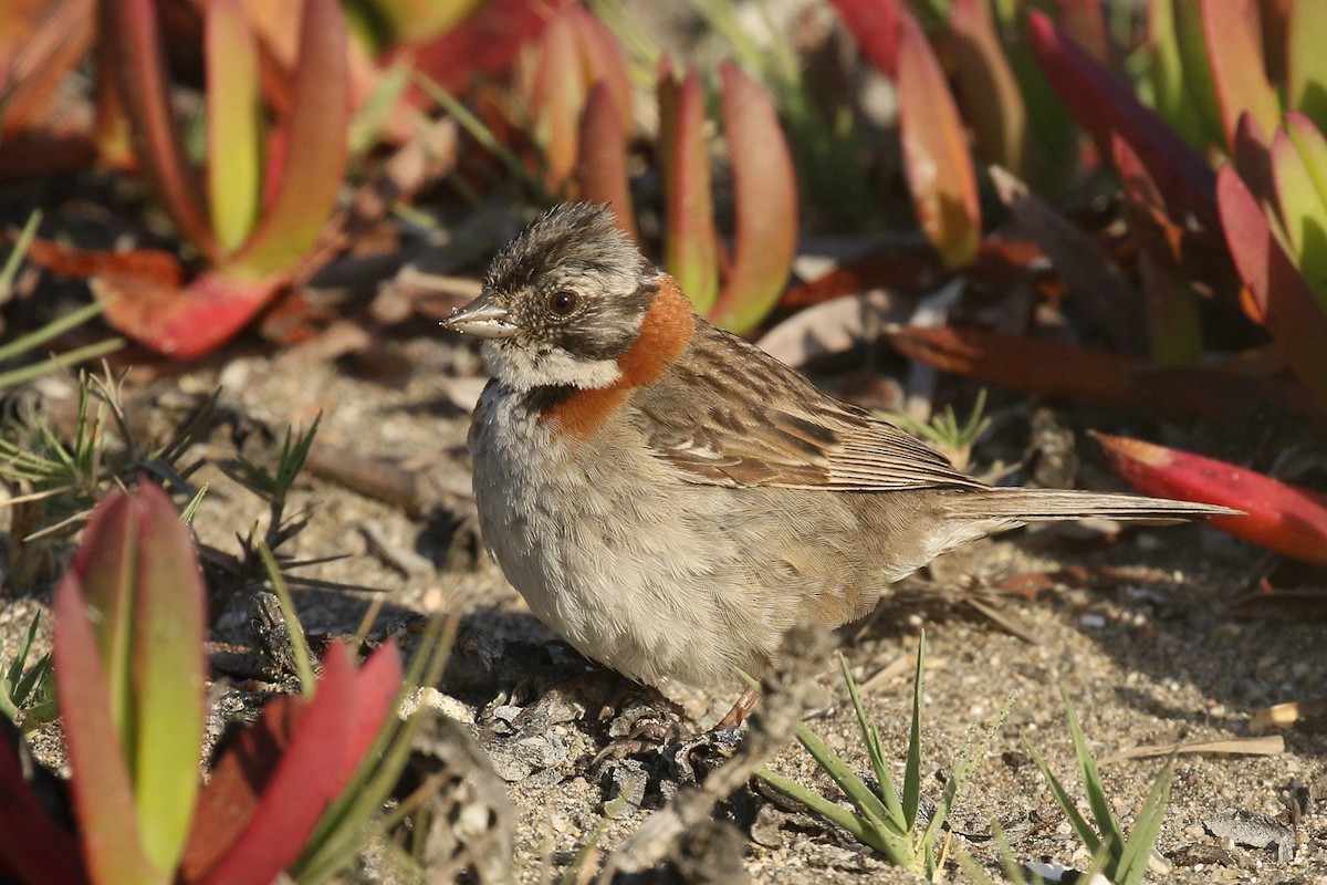 Rufous-collared Sparrow - ML391958001