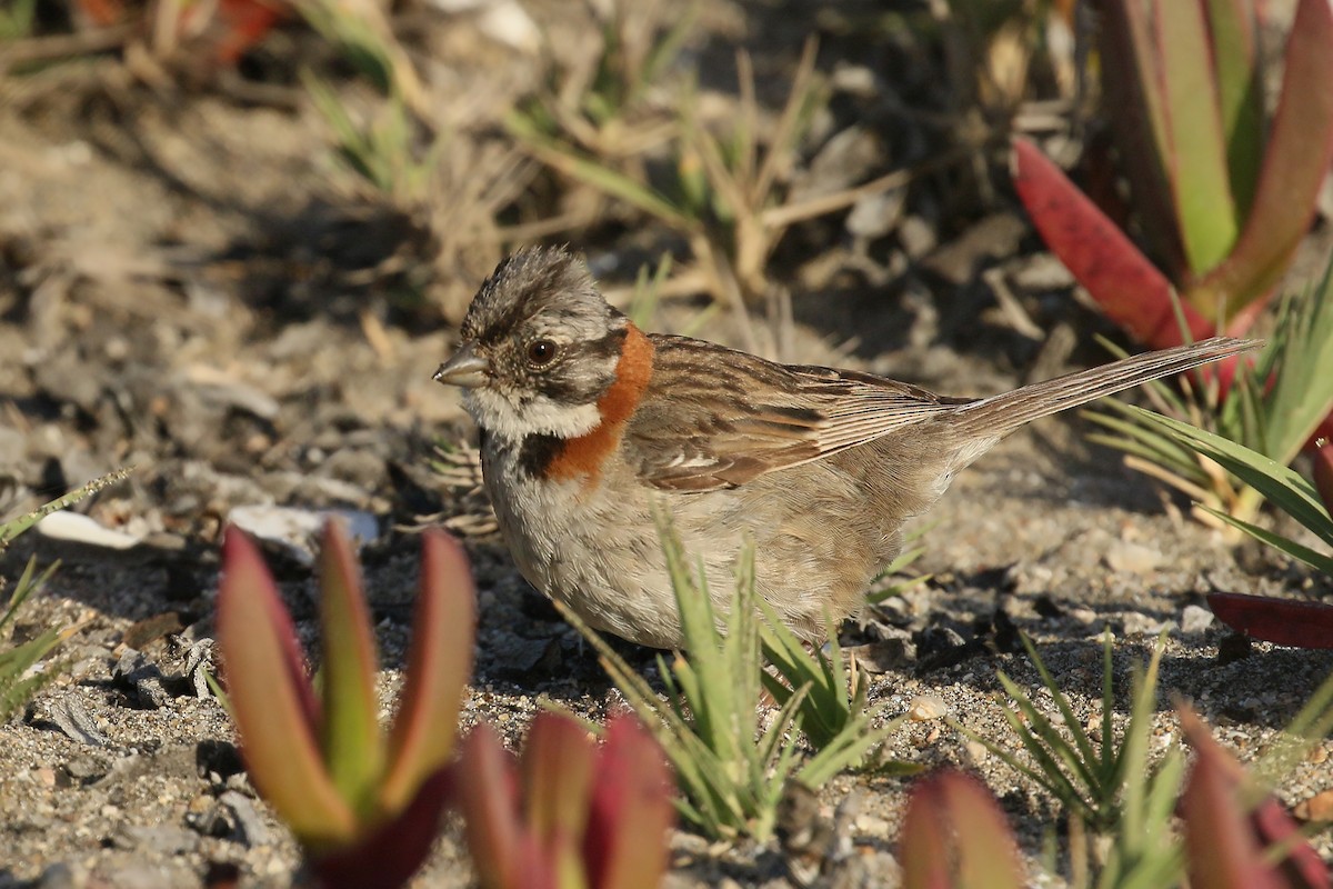 Rufous-collared Sparrow - ML391958011