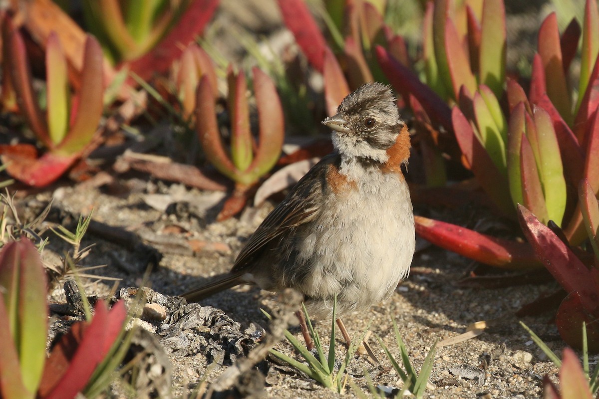 Rufous-collared Sparrow - ML391958021